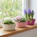 Lot de 6 paniers ronds en bois tressé Ø25cm - Rose, Blanc et Violet avec film plastique | Floristik24.fr