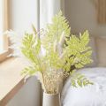 Fougères conservées naturelles 40 cm - Lot de 10 | Floristik24.fr