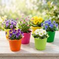Lot de 25 petits pots en plastique colorés forme fleur Ø6,5cm | Floristik24.fr
