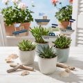 Bâtonnets décoratifs bateaux en bois 8 cm bleu, blanc et naturel – Lot de 24 | Floristik24.fr