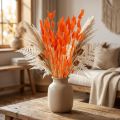 Lagurus séché orange 50-60 cm 50 g - Herbe décorative pour maison et loisirs créatifs | Floristik24.fr