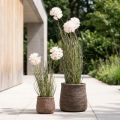 Kugelblume Allium artificielle en pot 54 cm blanc | Floristik24.fr