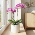 Tuteur Orchidée Transparente Rose Twist 38 cm | Floristik24.fr