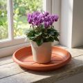 Soucoupe ronde Ø18 cm en plastique terracotta | Floristik24.fr