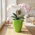 Pot pour Orchidées Brillant en Plastique Ø12,5cm Lime | Floristik24.fr