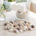 Mini Coquillages et Petits