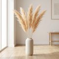 Fleurs séchées Asparagus couleur abricot 90 cm - Lot de 5 | Floristik24.fr