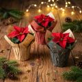 Mini-pots en papier étoilé rouge, anthracite et naturel – lot de 9 | Floristik24.fr