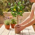 Kunstlicher citronnier décoratif en pot 58 cm | Floristik24.fr