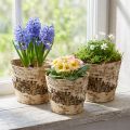 Lot de 3 caches-pots en écorce de bouleau avec doublure en plastique Ø15 cm H13 cm | Floristik24.fr
