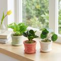 Lot de 3 mini plantes vertes artificielles en pot - H 15 cm | Floristik24.fr