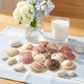 Coquilles Saint-Jacques naturelles décoratives 3 à 5 cm 300 g | Floristik24.fr