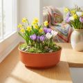 Coupe plastique terracotta Ø16cm - Lot de 10 | Floristik24.fr