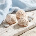 Coquilles naturelles Tonna Tessalata 10-14 cm - Lot de 7 | Floristik24.fr