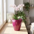 Pot pour Orchidées en Plastique Brillant 12,5 cm Couleur Cerise | Floristik24.fr