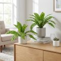 Plantes artificielles Nestfarn vertes 30 cm lot de 2 | Floristik24.fr