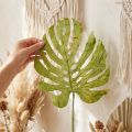 Lot de 5 grandes feuilles de Monstera séchées – Vert naturel – Hauteur 50 cm | Floristik24.fr