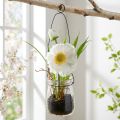 Mohn blanc en pot suspendu en verre H22cm | Floristik24.fr