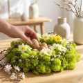 Mousse décorative vert clair 400g en lichen naturel conservé | Floristik24.fr