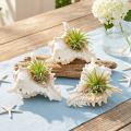 Coquillages naturels Chicoreus ramosus 16 cm – Lot de 3 pièces | Floristik24.fr