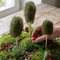 Luffa séchée sur tige - Vert foncé - Lot de 25 | Floristik24.fr