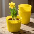 Manchettes plissées imperméables en plastique jaune 14,5 cm – Lot de 100 | Floristik24.fr