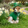 Figurine décorative Beagle en tenue irlandaise, 24,5 cm, Saint-Patrick | Floristik24.fr