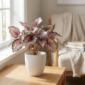 Plante artificielle Begonia 34 cm, vert et violet | Floristik24.fr