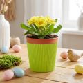 Manschettes plissées pour pots de fleurs vert clair 14,5 cm - Lot de 100 | Floristik24.fr