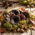 50 champignons décoratifs séchés laqués marron clair et foncé 7-8 cm | Floristik24.fr