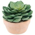 Floristik24 Plante succulente en pot Echeveria vert artificiel Ø15cm