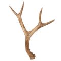 Floristik24 Geweihe décoratif en résine 32 cm tons naturels pour intérieur