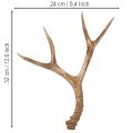 Geweihe décoratif en résine 32 cm tons naturels pour intérieur | Floristik24.fr