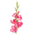 Floristik24 Kalligraphie de Gladiole Artificielle avec Fleurs Décoratives Rose 88 cm