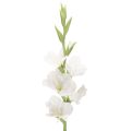 Floristik24 Gladiolus artificielle blanche, tige longue 88 cm, décoration intérieure
