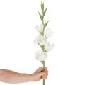 Gladiolus artificielle blanche, tige longue 88 cm, décoration intérieure | Floristik24.fr