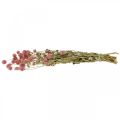 Floristik24 Boule Amarante, Gomphrena Globosa, Fleur d&#39;été, Fleur sèche Rose L49cm 50g