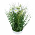 Floristik24 Herbe décorative avec des fleurs de Cosmea dans un bol H45cm