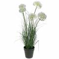 Floristik24 Herbes et fleurs artificielles en pot Violet 70cm