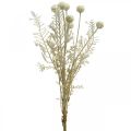 Herbes sèches herbe de pampa artificielle allium crème, beige H60cm
