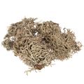 Floristik24 Graumoos naturel 500 g pour décoration intérieure et loisirs créatifs