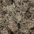 Graumoos naturel 500 g pour décoration intérieure et loisirs créatifs | Floristik24.fr