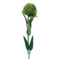 Floristik24 Fleur artificielle d&#39;oeillet barbu vert comme du jardin 54cm