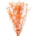 Floristik24 Gypsophile séchée orange 75 cm 100 g