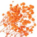 Gypsophile séchée orange 75 cm 100 g | Floristik24.fr