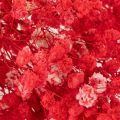 Bottes de gypsophile séchée (Gypsophila) de 75 cm, 100 g | Floristik24.fr