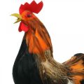 Floristik24 Coq décoratif avec plumes décoration de Pâques figurine coq de ferme 36cm