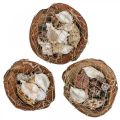 Floristik24 Demi-noix de coco coquilles déco coquilles d&#39;escargots déco 18–19cm 3pcs