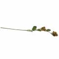 Branche de noisette verte / brune 84cm | Floristik24.fr
