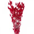 Floristik24 Queue de Lapin Herbe Lagurus Rouge Séchée 60cm 50g